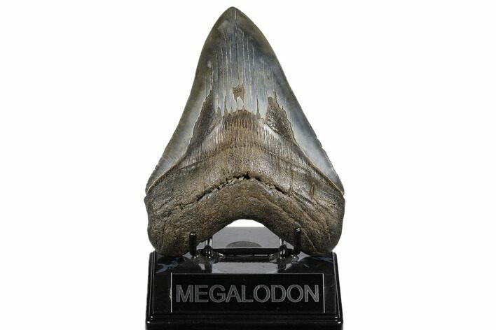 Serrated, Fossil Megalodon Tooth - South Carolina #180939